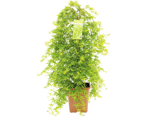 Hängender Fächerahorn Acer palmatum 'Ryusen' Halbstamm 90 cm Co 18 L viereckig Japanischer Ahorn im Topf