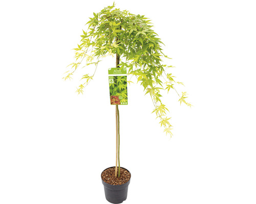 Hängender Fächerahorn Acer palmatum 'Ryusen' Halbstamm 90 cm Co 6,5 L