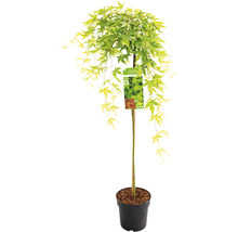 Japanischer Ahorn als Kugelbaum im Topf
