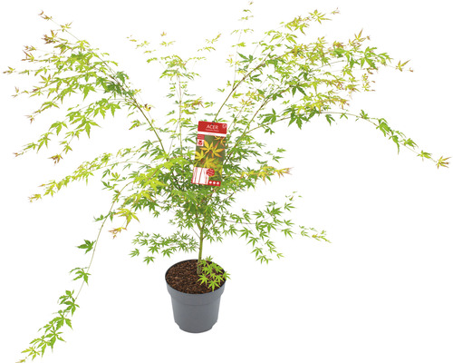 Fächerahorn ACER Acer palmatum 'Sangokaku' H 80-100 cm Co 10 L
