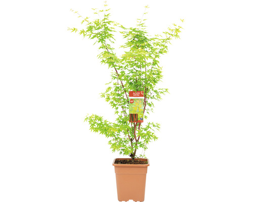 Fächerahorn Acer palmatum 'Sangokaku' H 100-125 cm Co 14 L viereckig