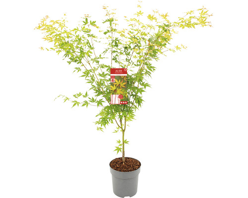 Fächerahorn ACER Acer palmatum 'Sangokaku' H 60-80 cm Co 6,5 L