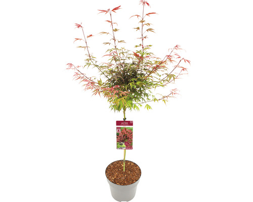 Fächerahorn Acer palmatum 'Shaina' Halbstamm 40 cm Co 10 L