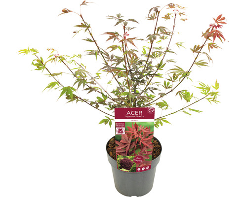 Japanischer Ahorn im Topf