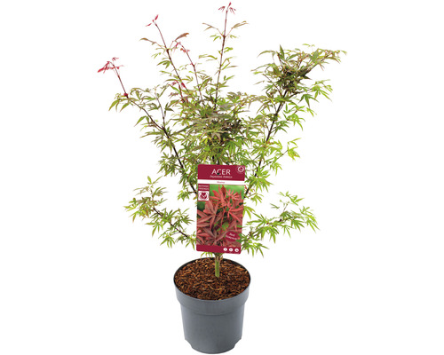 Fächerahorn Acer palmatum 'Shaina' H 60-80 cm Co 6,5 L