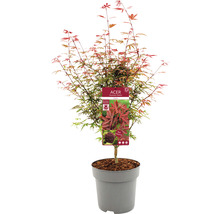Fächerahorn Acer palmatum 'Shaina' H 80-100 cm Co 10 L