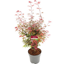 Fächerahorn Acer palmatum 'Shaina' H 80-100 cm Co 10 L