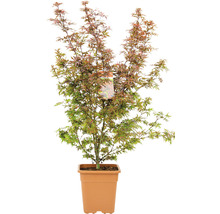 Japanischer Ahorn im Topf