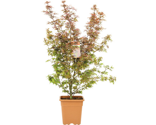 Japanischer Ahorn im Topf