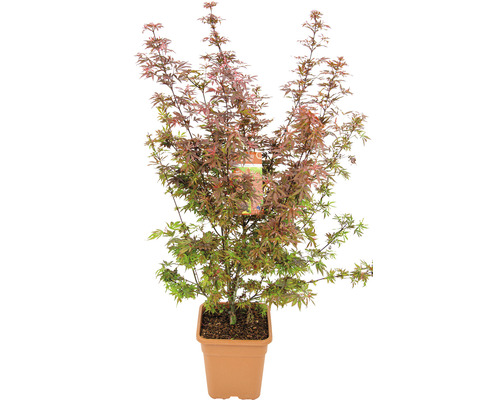 Fächerahorn Acer palmatum 'Shaina' H 80-100 cm Co 14 L viereckig Japanischer Ahorn im Topf