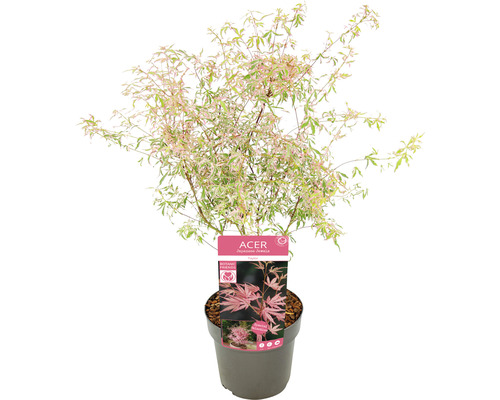 Japanischer Ahorn im Topf