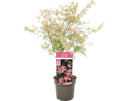 Japanischer Ahorn im Topf