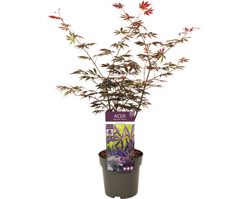 Japanischer Ahorn im Topf