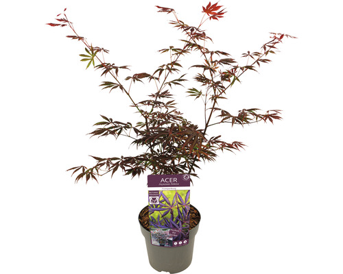 Japanischer Ahorn im Topf