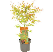 Zwerg-Fächerahorn rosa orange grün Acer palmatum 'Wilson's Pink Dwarf' H 50-60 cm Co 3 L