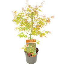 Zwerg-Fächerahorn rosa orange grün Acer palmatum 'Wilson's Pink Dwarf' H 50-60 cm Co 3 L
