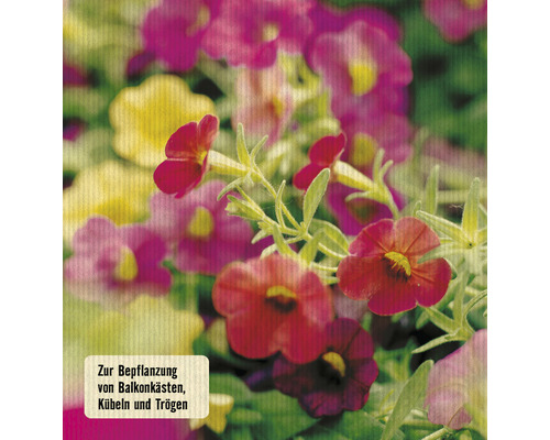 Blüten für Balkonkästen, Kübel und Tröge