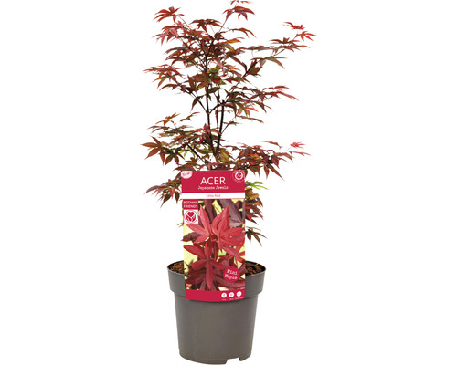 Japanischer Ahorn Little Red im Topf