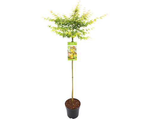 Zwerg-Fächerahorn Acer palmatum 'Little Princess' Halbstamm 90 cm Co 6,5 L