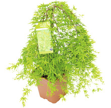 Japanischer Ahorn ''Green Carpet'' im Topf