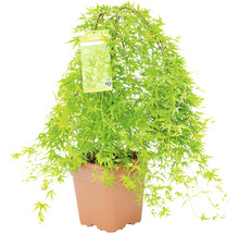 Japanischer Ahorn ''Green Carpet'' im Topf