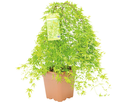 Hängender Fächerahorn Acer palmatum 'Ryusen' Halbstamm 40 cm Co 14 L viereckig Japanischer Ahorn ''Green Carpet'' im Topf