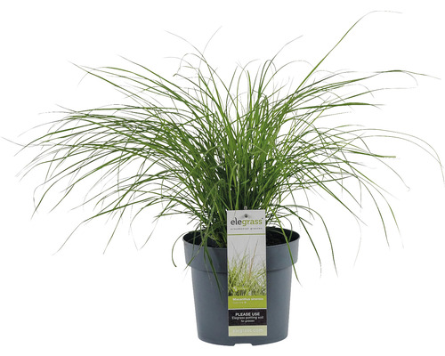 Zwerg-Chinaschilf FloraSelf Miscanthus sinensis 'Cute One' spät H 10-30 cm Co 3 L Ziergras in einem Topf