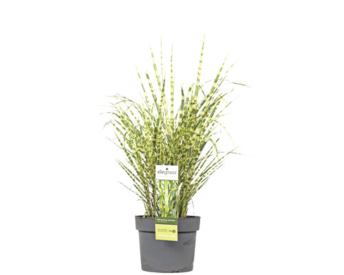 Zebraschilf Chinaschilf FloraSelf Miscanthus sinensis 'Goldbreeze' H 10-80 cm Co 3 L Zebra Gras im Topf
