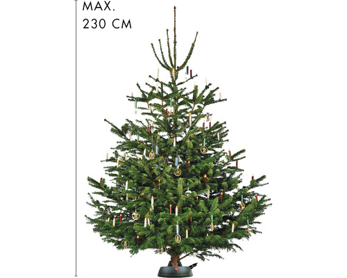 Geschmückter Christbaum mit einer maximalen Höhe von 230 cm.