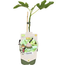 Feigenbaum im Topf mit Stützstab