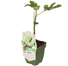 Echte Feige im Topf mit Pflanzstab