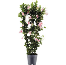Mandevilla auf Rankhilfe im Topf