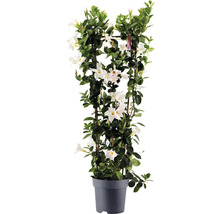 Dipladenia Pflanze im Topf mit Rankhilfe