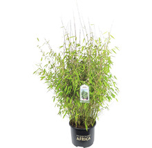 Bambuspflanze im Topf