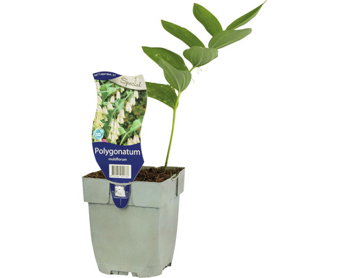 vielblütige Weißwurz, Salomonssiegel Polygonatum multiflorum H 5-20 cm Co 0,5 L
