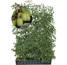 Pflanzenwand mit Kiwis