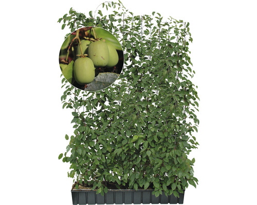 Pflanzenwand mit Kiwis