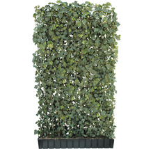 Fertighecke aus Efeu im Pflanzkasten für den Garten