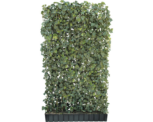 Fertighecke aus Efeu im Pflanzkasten für den Garten