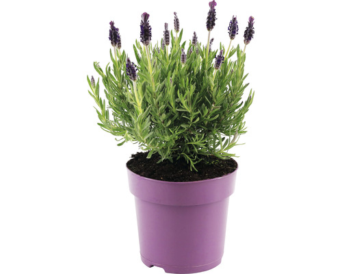 Schopflavendel FloraSelf Lavandula stoechas 'Anouk' H 20-25 cm Ø 15 cm Topf lila