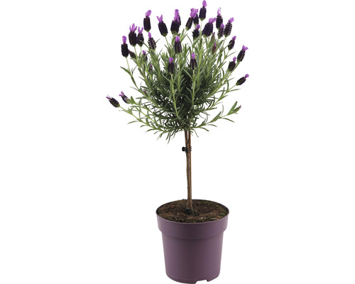 Schopflavendel-Stämmchen FloraSelf Lavandula stoechas 'Anouk' H 40-50 cm Ø 15 cm Topf