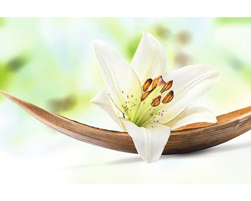 Infrarot Bildheizung Heat4All Motive 8849268 60x60 cm 350 Watt Eine weiße Lilie auf einer Holzschale