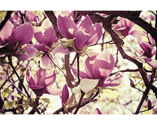Infrarot Bildheizung Heat4All Motive 24954870 60x60 cm 350 Watt Nahaufnahme eines Magnolienbaums in Blüte