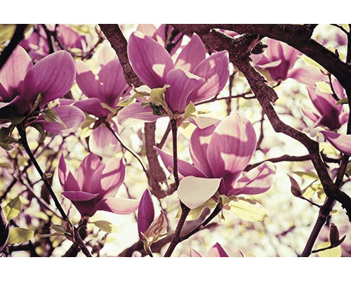 Infrarot Bildheizung Heat4All Motive 24954870 80x60 cm 450 Watt Nahaufnahme von blühenden Magnolienzweigen