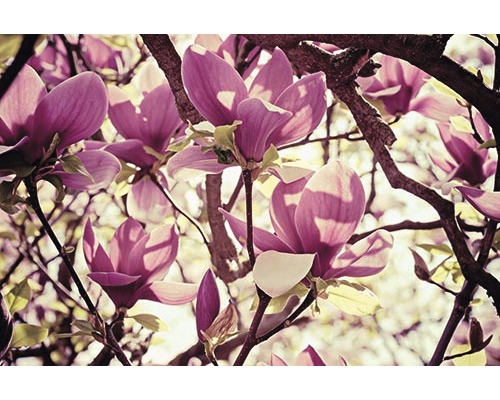 Infrarot Bildheizung Heat4All Motive 24954870 90x70 cm 600 Watt Nahaufnahme von Magnolienblüten an einem Baum