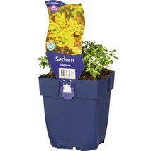Oregon-Fetthenne FloraSelf Sedum oreganum H 5-10 cm Co 0,5 L