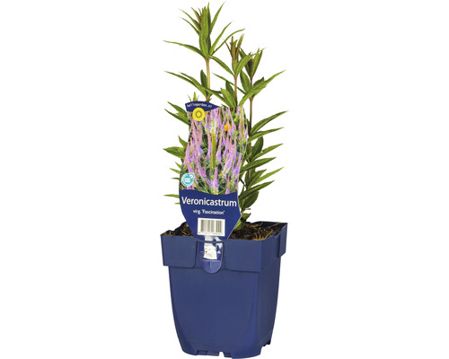 Veronicastrum virginicum ''Fascination'' im Topf