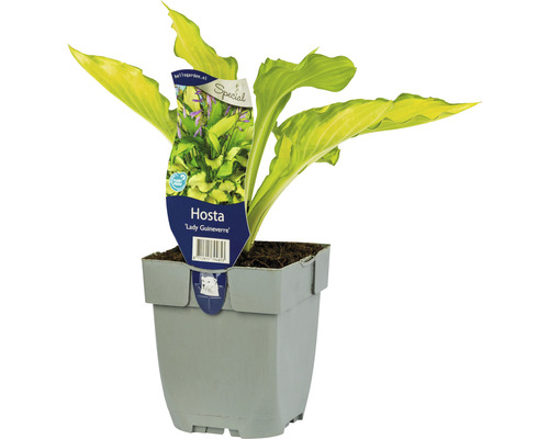 Mittelgroße gelbe Funkie FloraSelf Hosta 'Lady Guinevere' H 5-20 cm Co 0,5 L