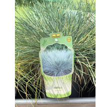 Festuca Ziergras mit FloraSelf Etikett