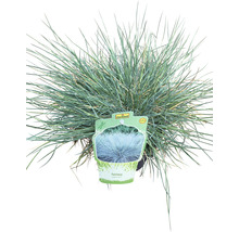 Blauer Schwingel im Topf